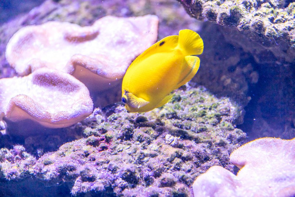 Yellow Fish at Cairns Aquarium