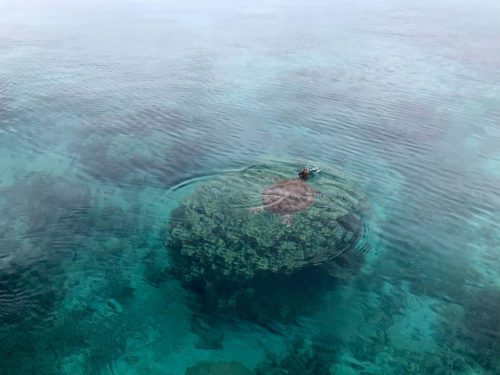 Turtle at Amadee Island off Noumea New Caledonia