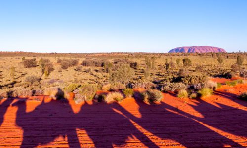 Sunset Camel Ride at Uluru in the Northern Territory Australia