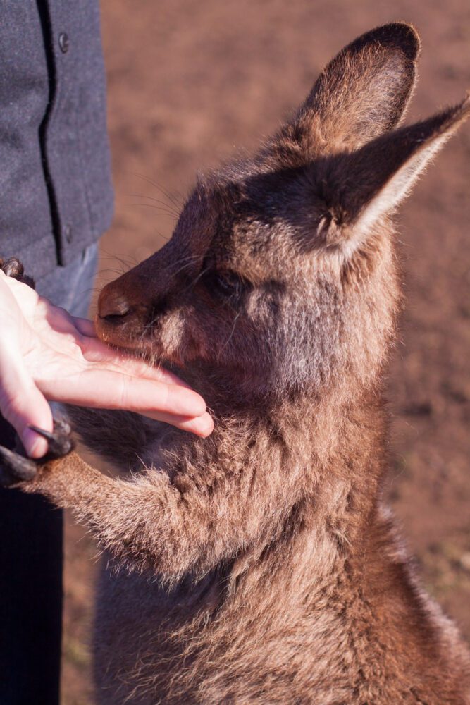 Hand-feeding a Forester Kangaroo at Bonorong.