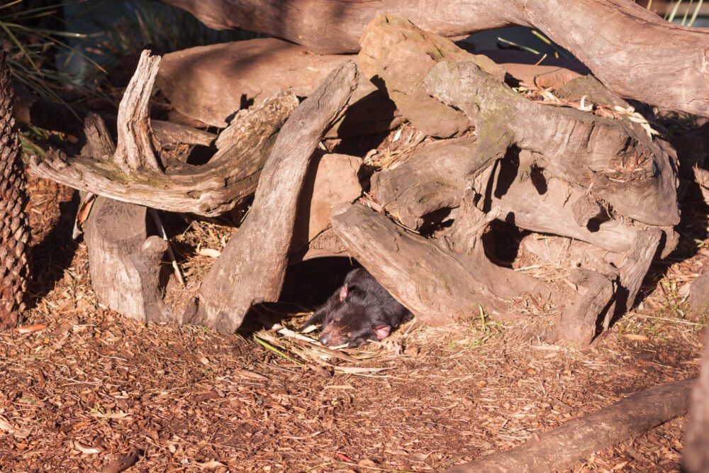 A Sleeping Tasmanian Devil at Bonorong Wildlife Sanctuary