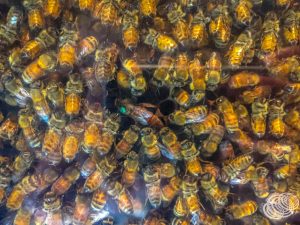A Queen Bee at Arataki Honey